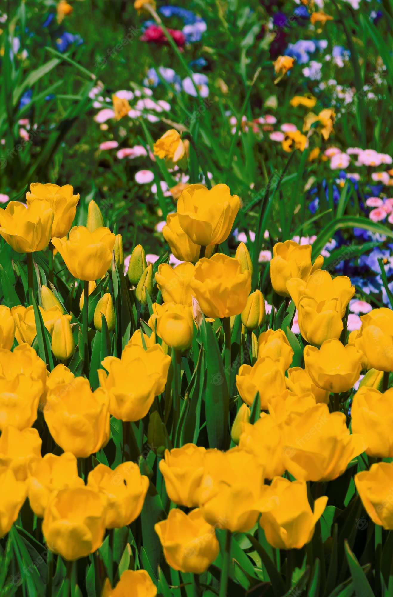 Premium Photo. Aesthetics wallpaper flowers. yellow tulip bloom background. spring summer vibes