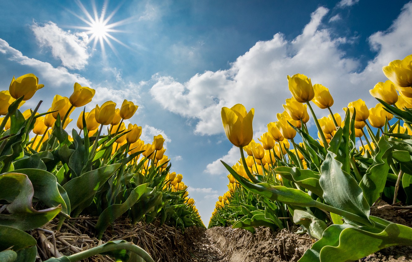 Wallpaper summer, Sunny., Yellow tulips image for desktop, section цветы
