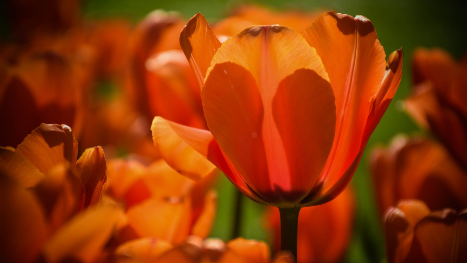 Desktop Wallpaper Close Up, Orange Tulips, Summer, Bloom, 5k, HD Image, Picture, Background, 9c9887