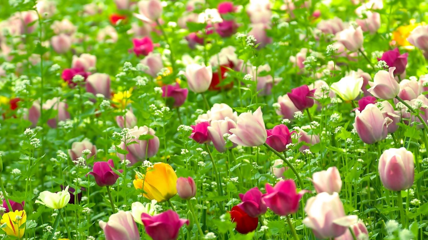 Download wallpaper 1366x768 tulips, flowers, field, nature, summer tablet, laptop HD background