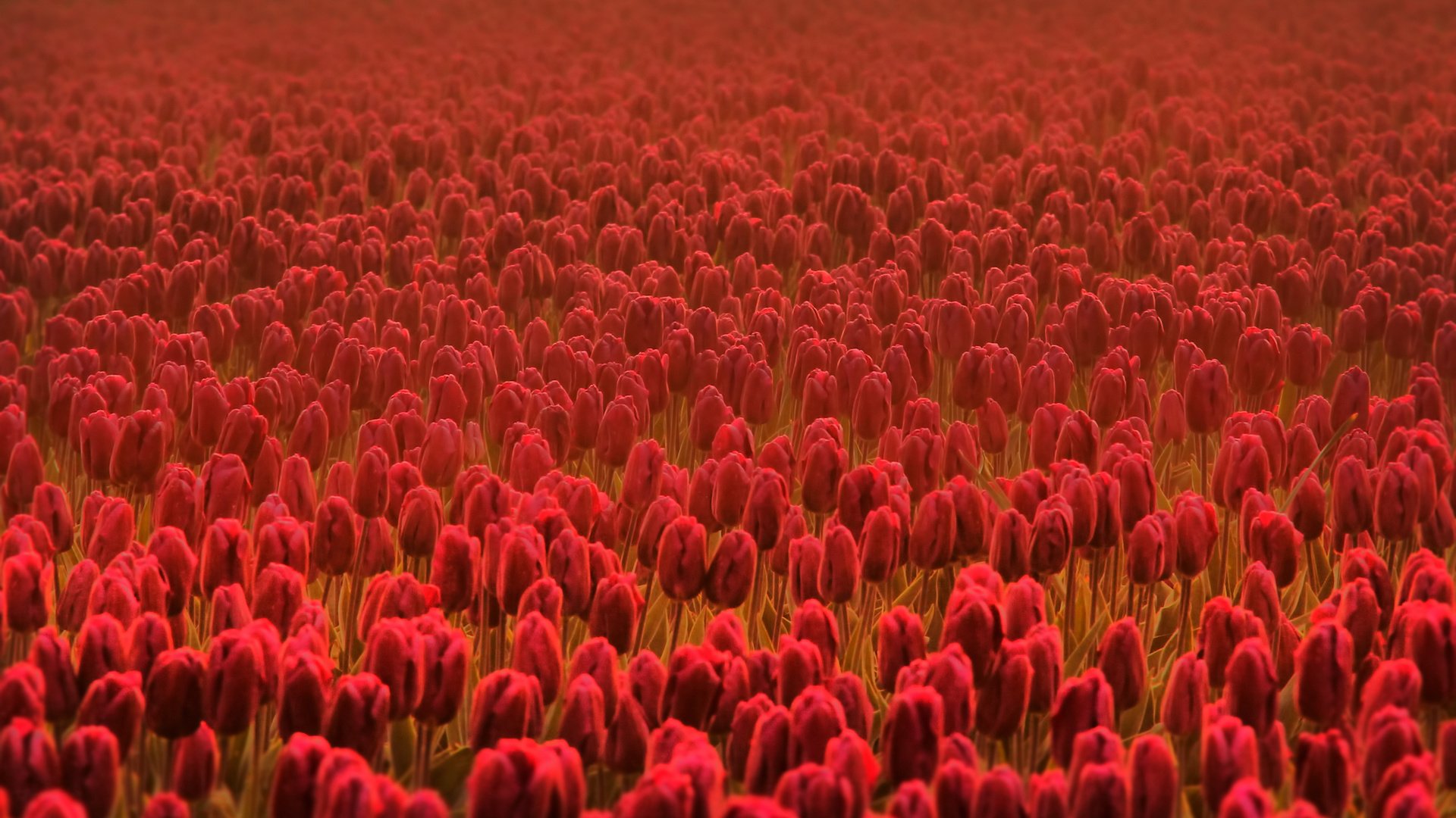 tulips, Red, Flowers, Summer, Flowers, Summer, Flowers, Spring, Flowers, Flowers, Field, Freshness, Field, Spring, Red Wallpaper HD / Desktop and Mobile Background