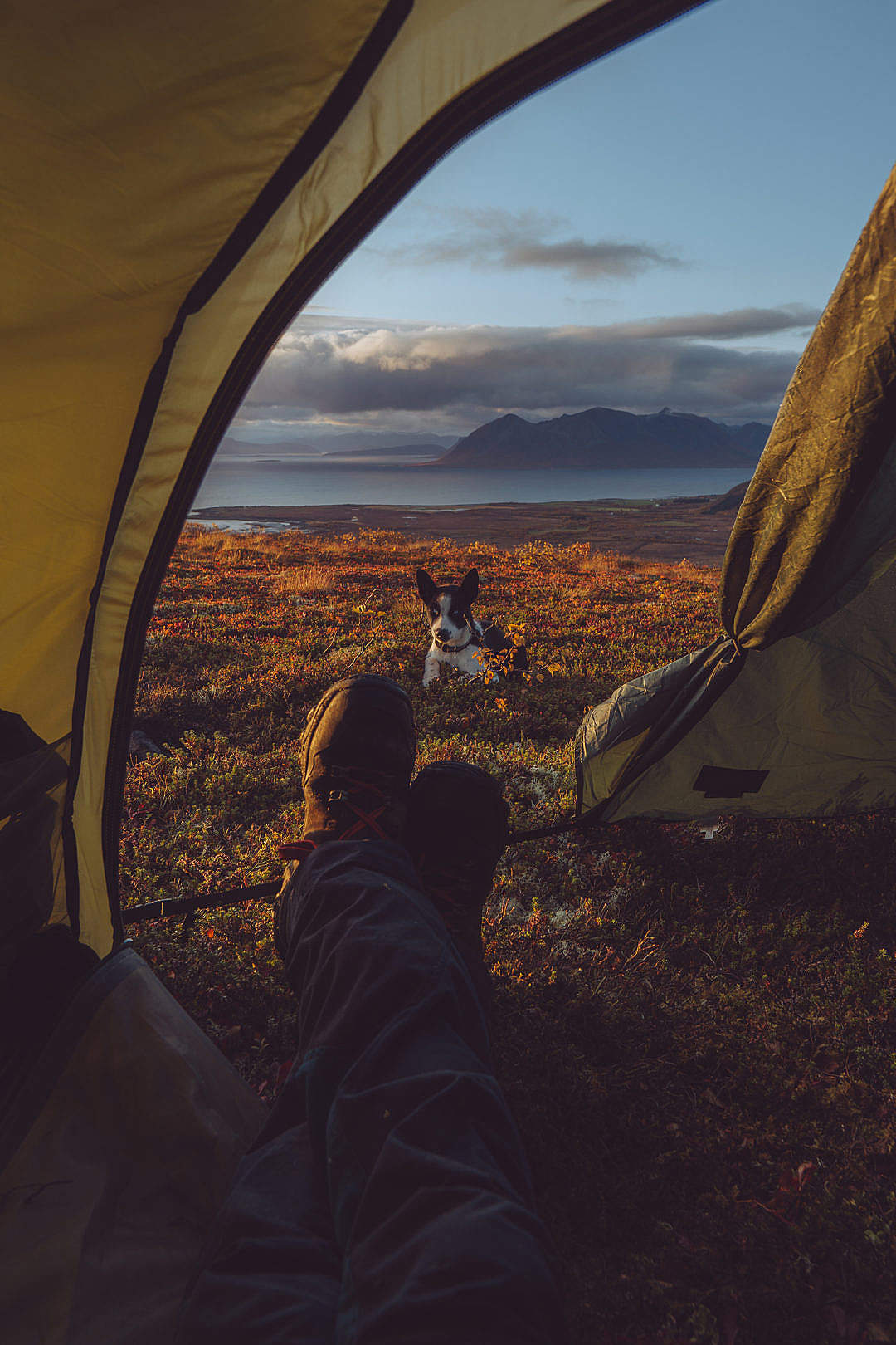 Download Amazing Camping Tent View With Husky Dog Free Iceland Wallpaper High Resolution