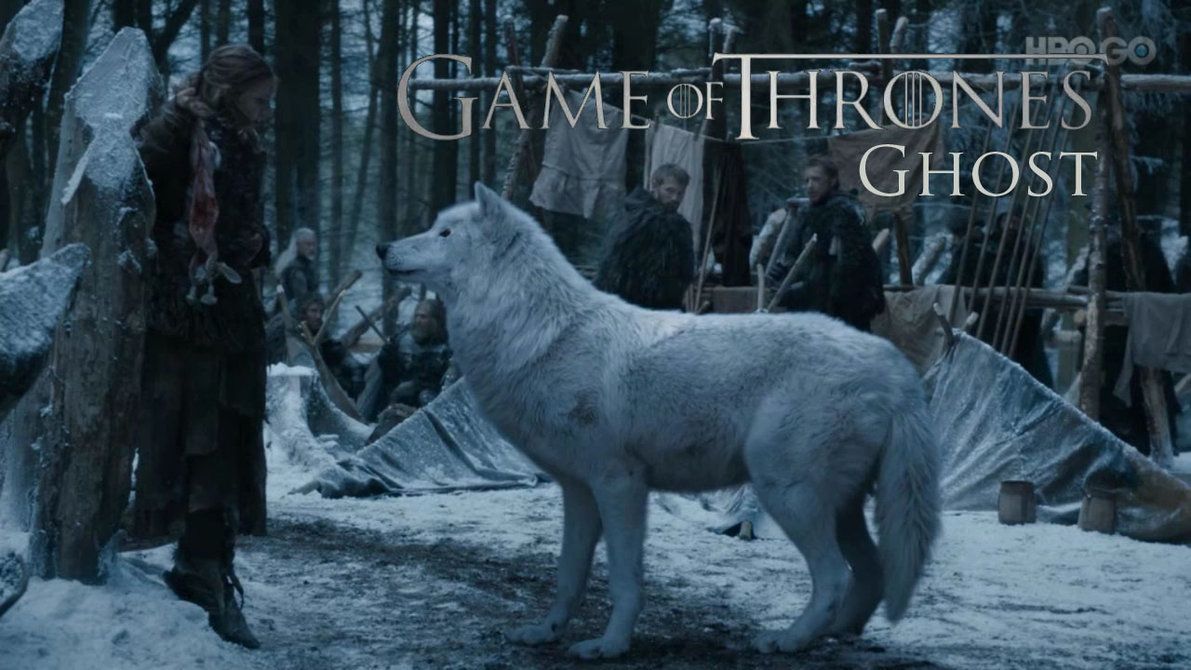 Game of Thrones Ghost Wallpaper Free Game of Thrones Ghost Background
