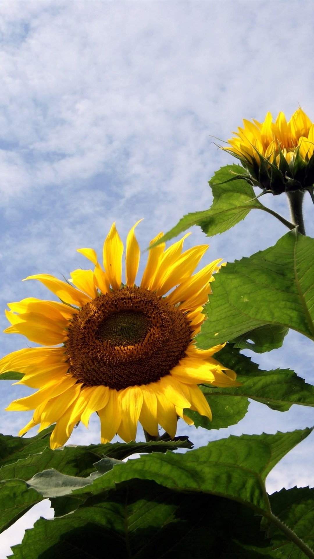 Sunflowers, Sky, Clouds, Summer 1080x1920 IPhone 8 7 6 6S Plus Wallpaper, Background, Picture, Image
