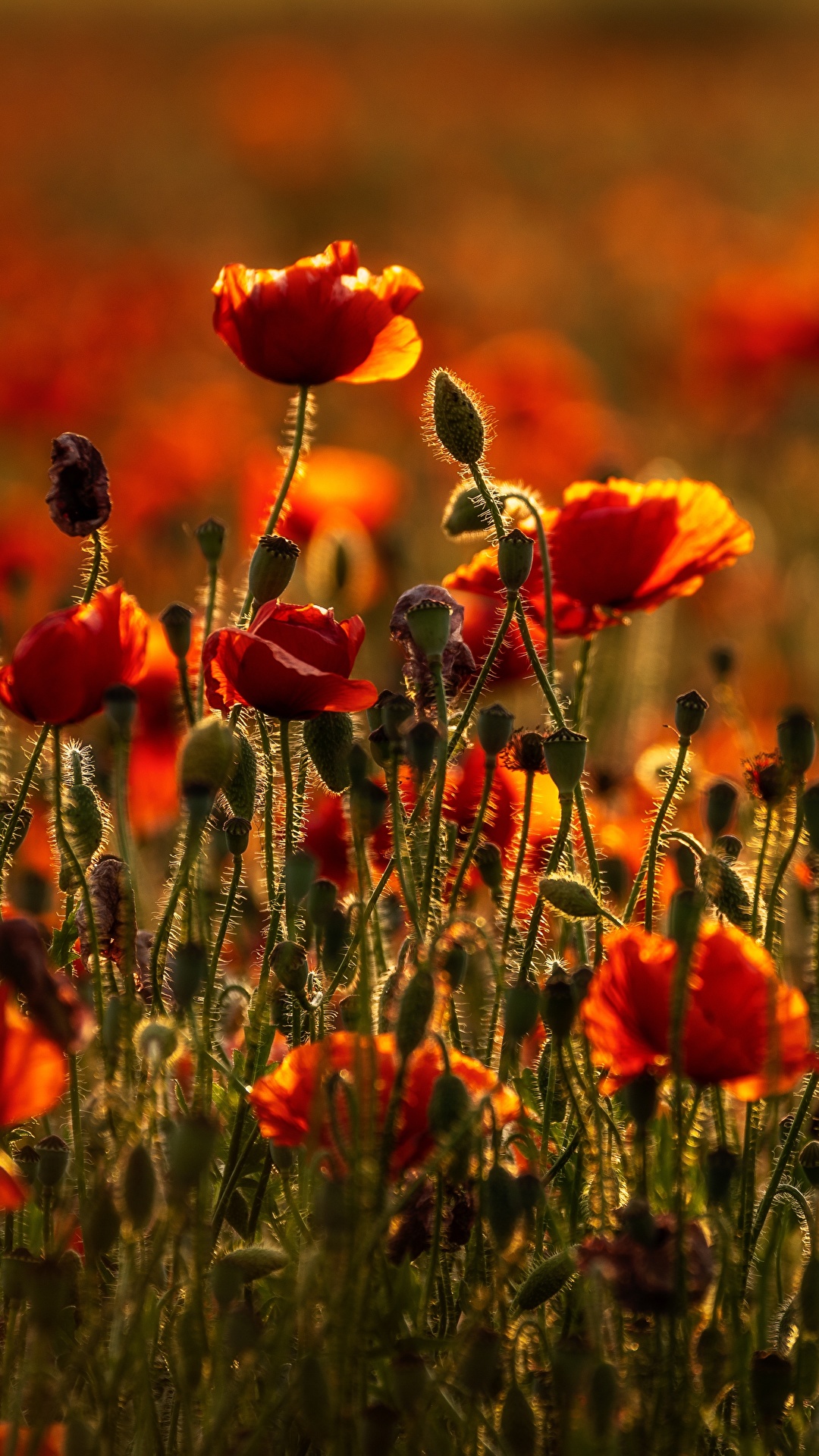 Desktop Wallpaper blurred background Summer Nature Meadow 1080x1920