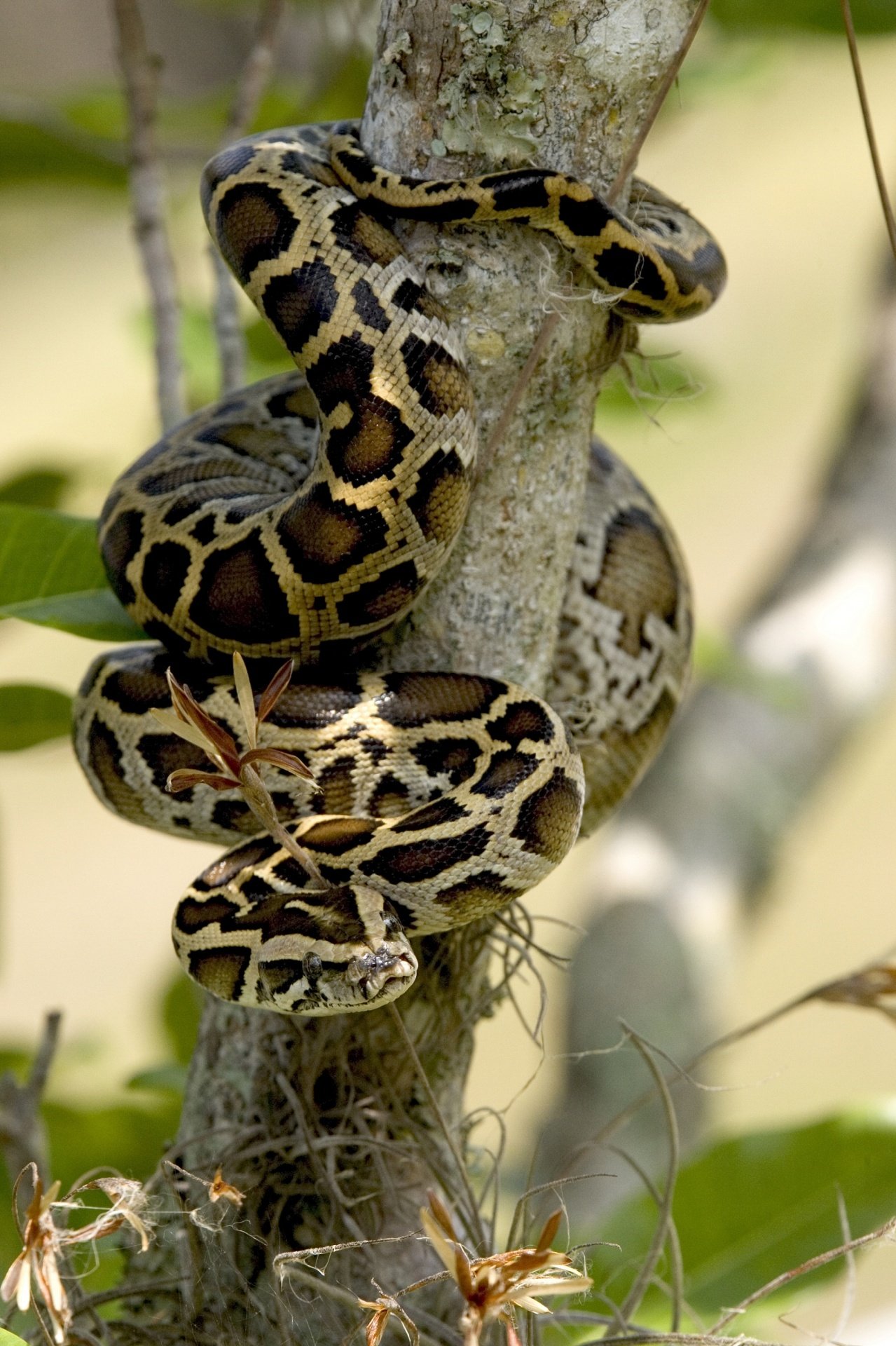 Burmese Python Wallpapers - Wallpaper Cave