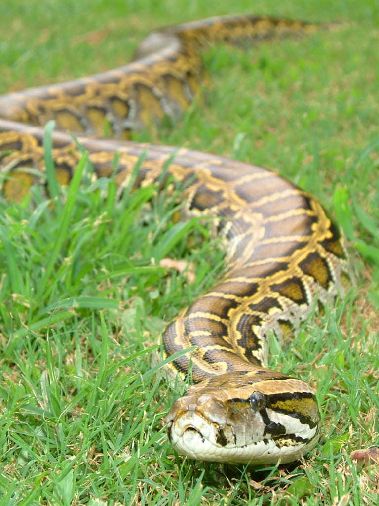 Burmese Python Wallpapers - Wallpaper Cave