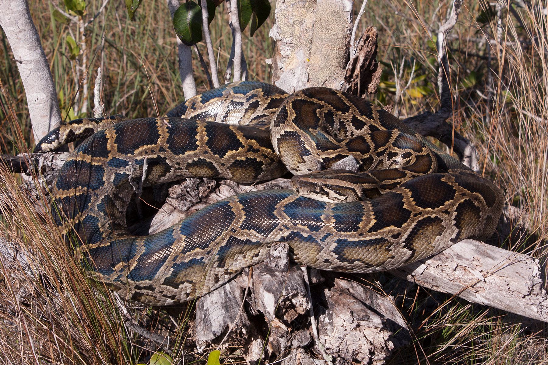 Burmese Python