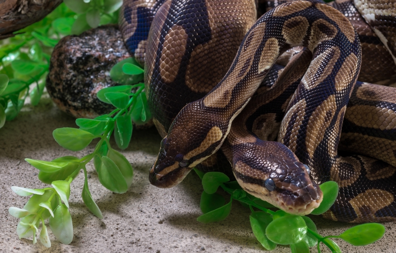Burmese Python Wallpapers - Wallpaper Cave