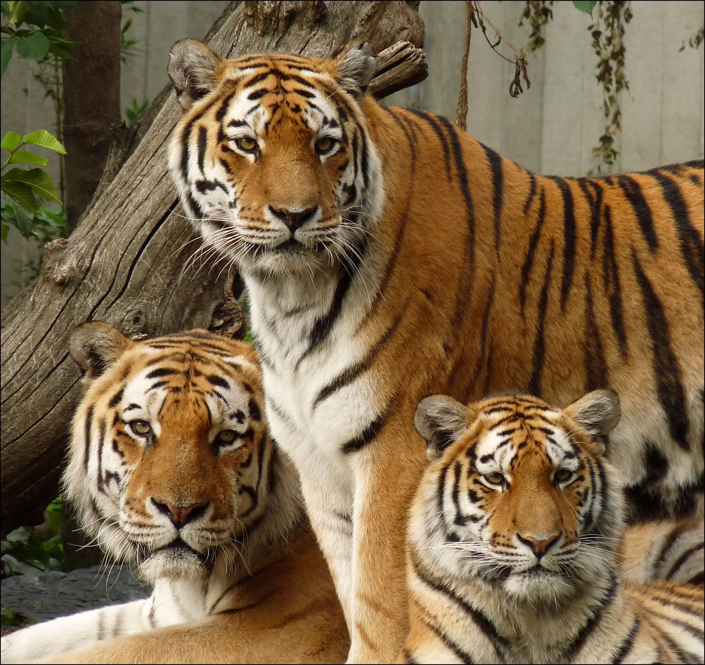 Tiger family. Maybe it is not a family, but it is a male, a