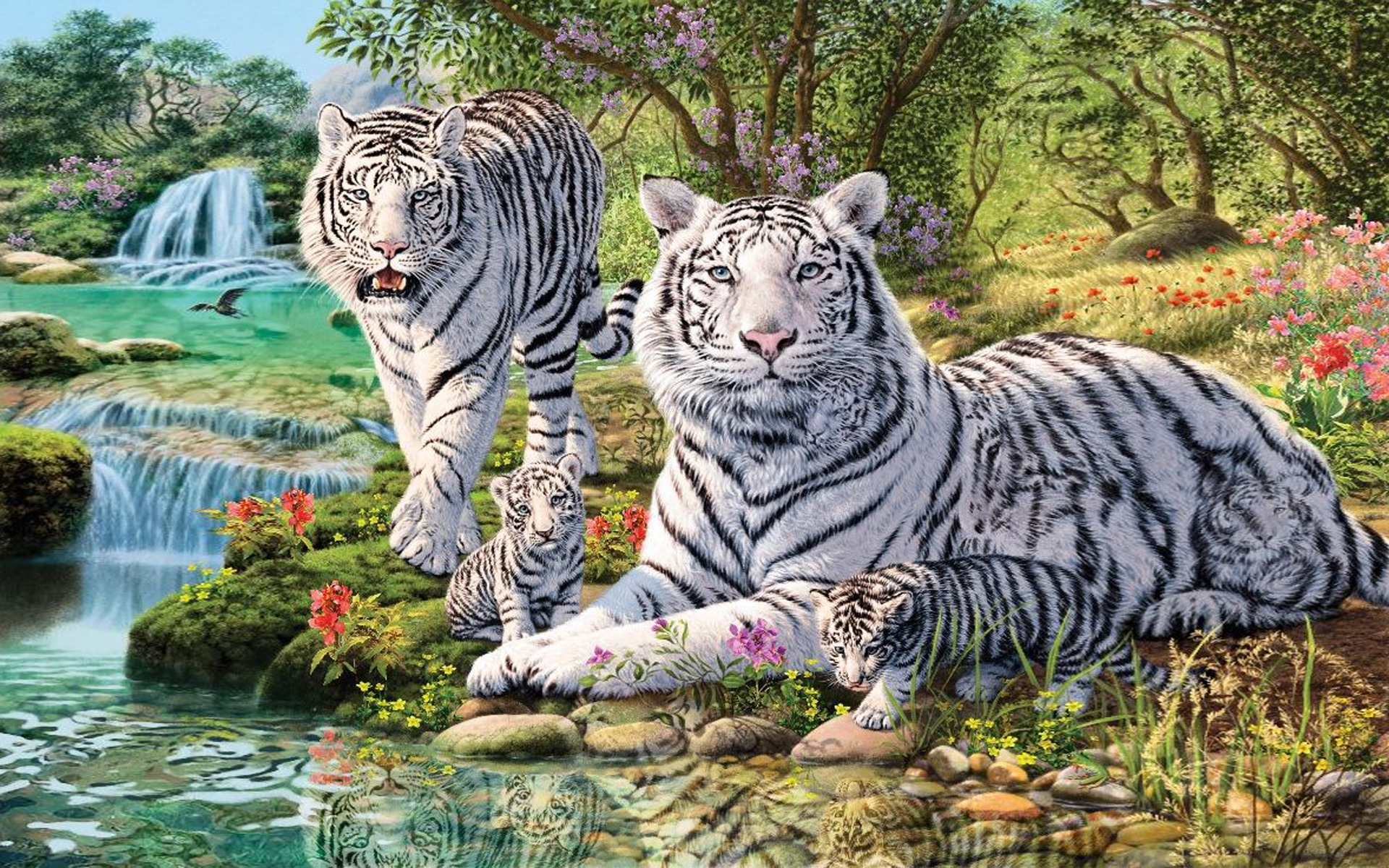 White Tiger Family HD Wallpaper