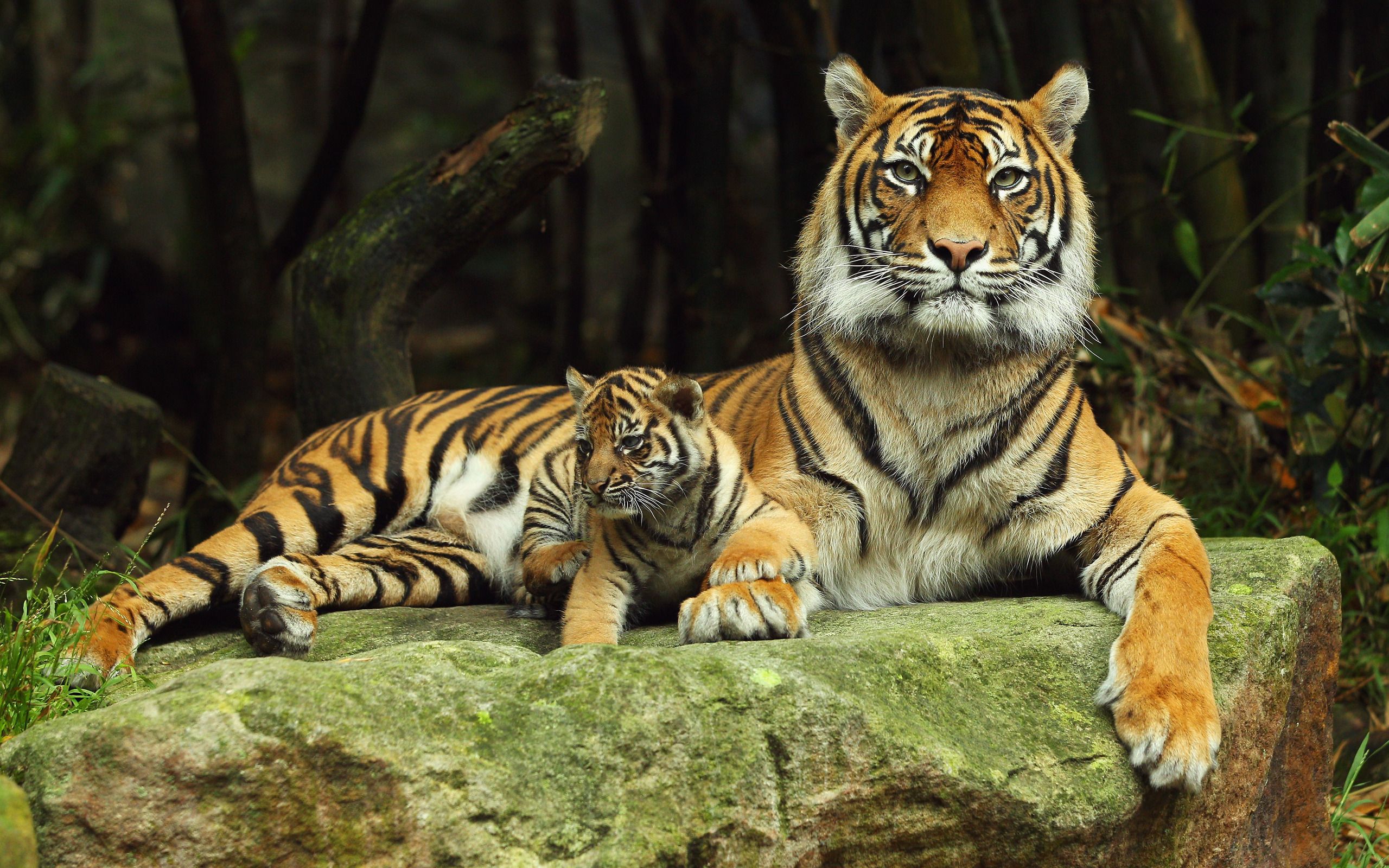 Tiger Family Wallpaper HD