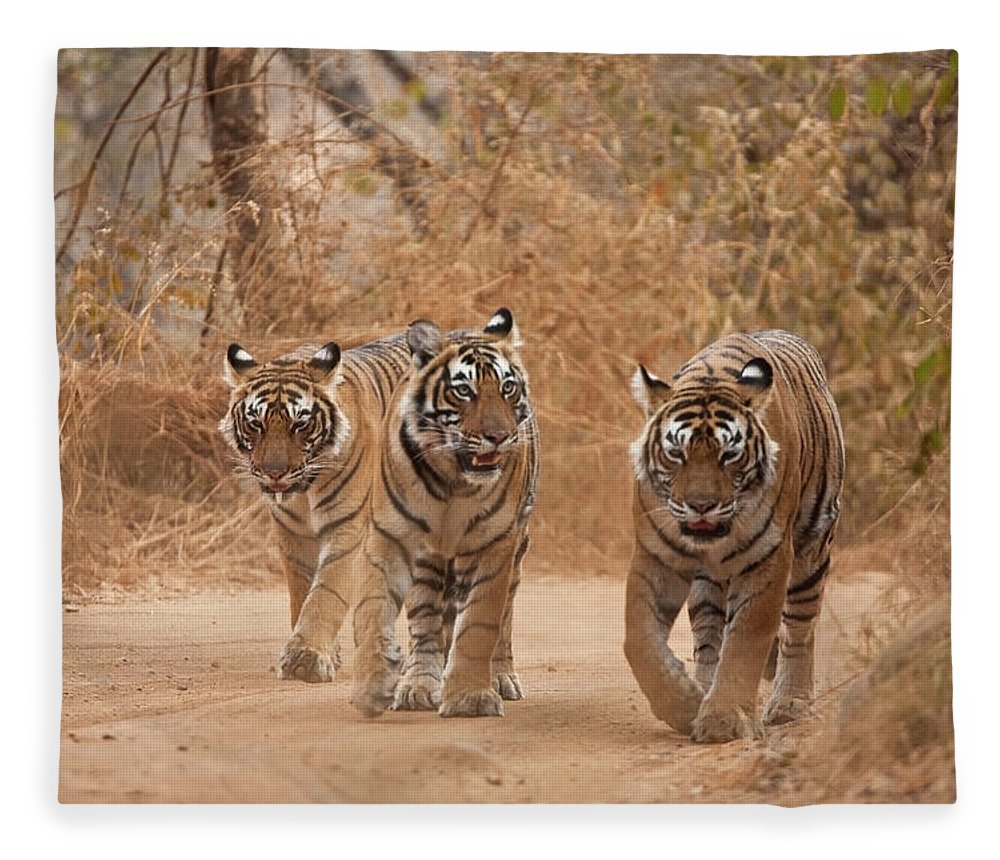 Wild Tiger Family Walking On A Forest Fleece Blanket