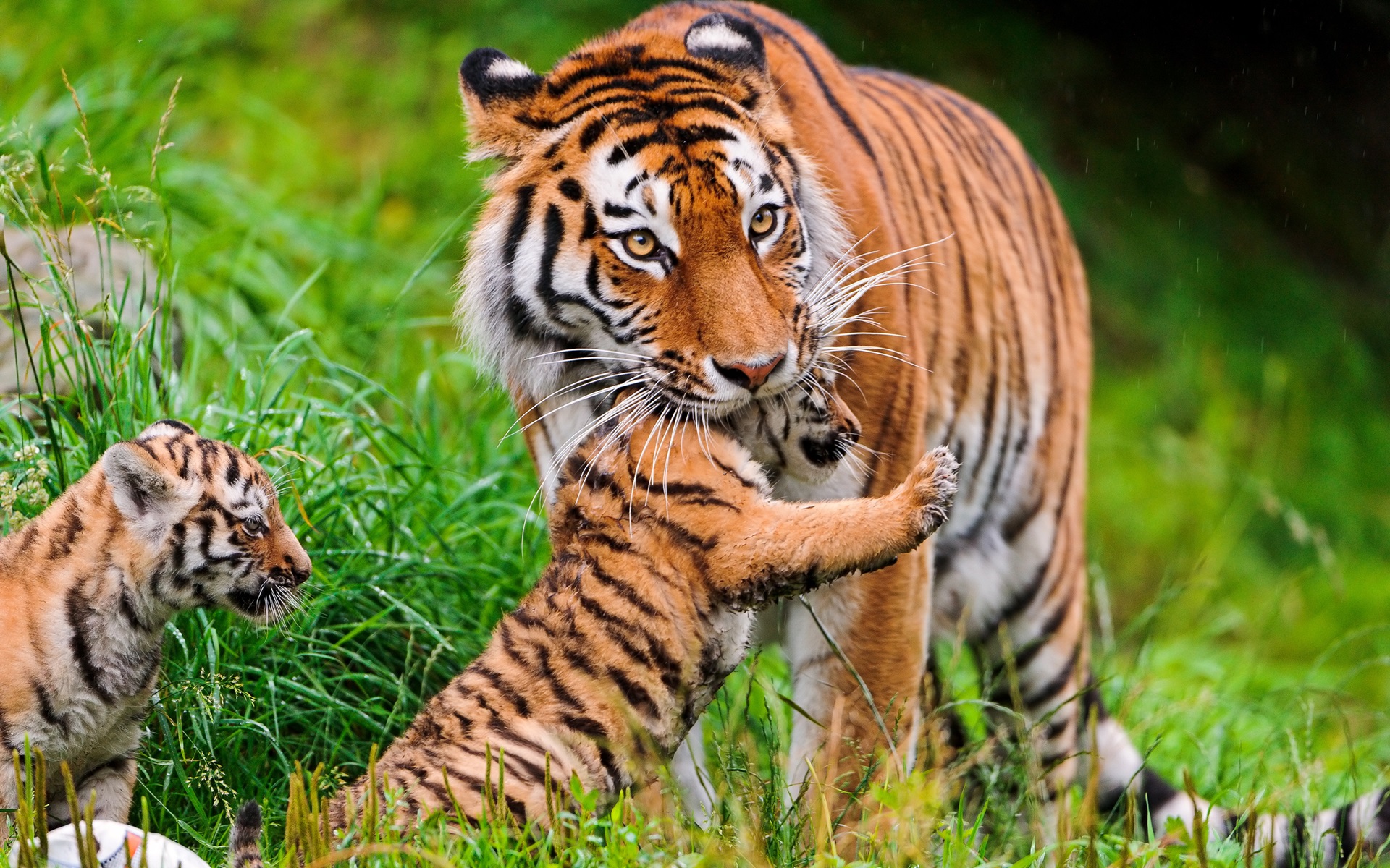 Tiger Cub And Father Wallpaper & Background Download