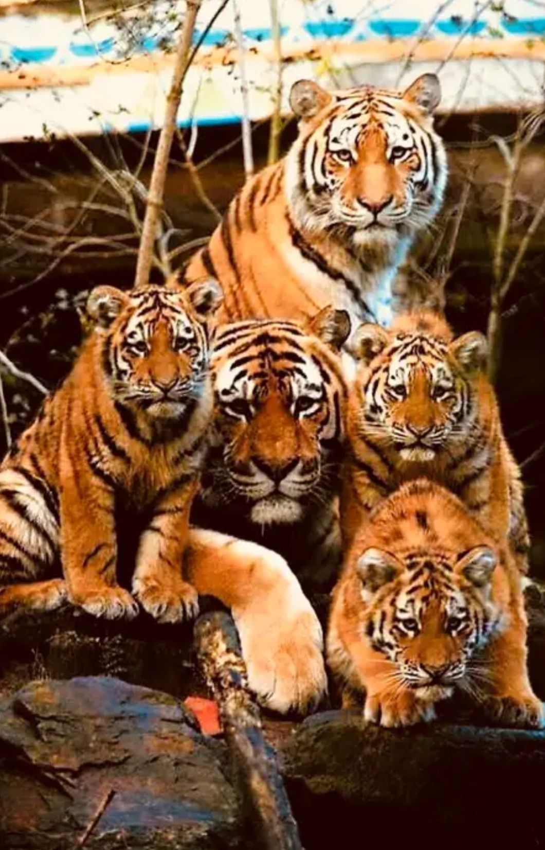 Jajj de cukik tigrisekkk. Tiger picture, Wild cats, Animals wild