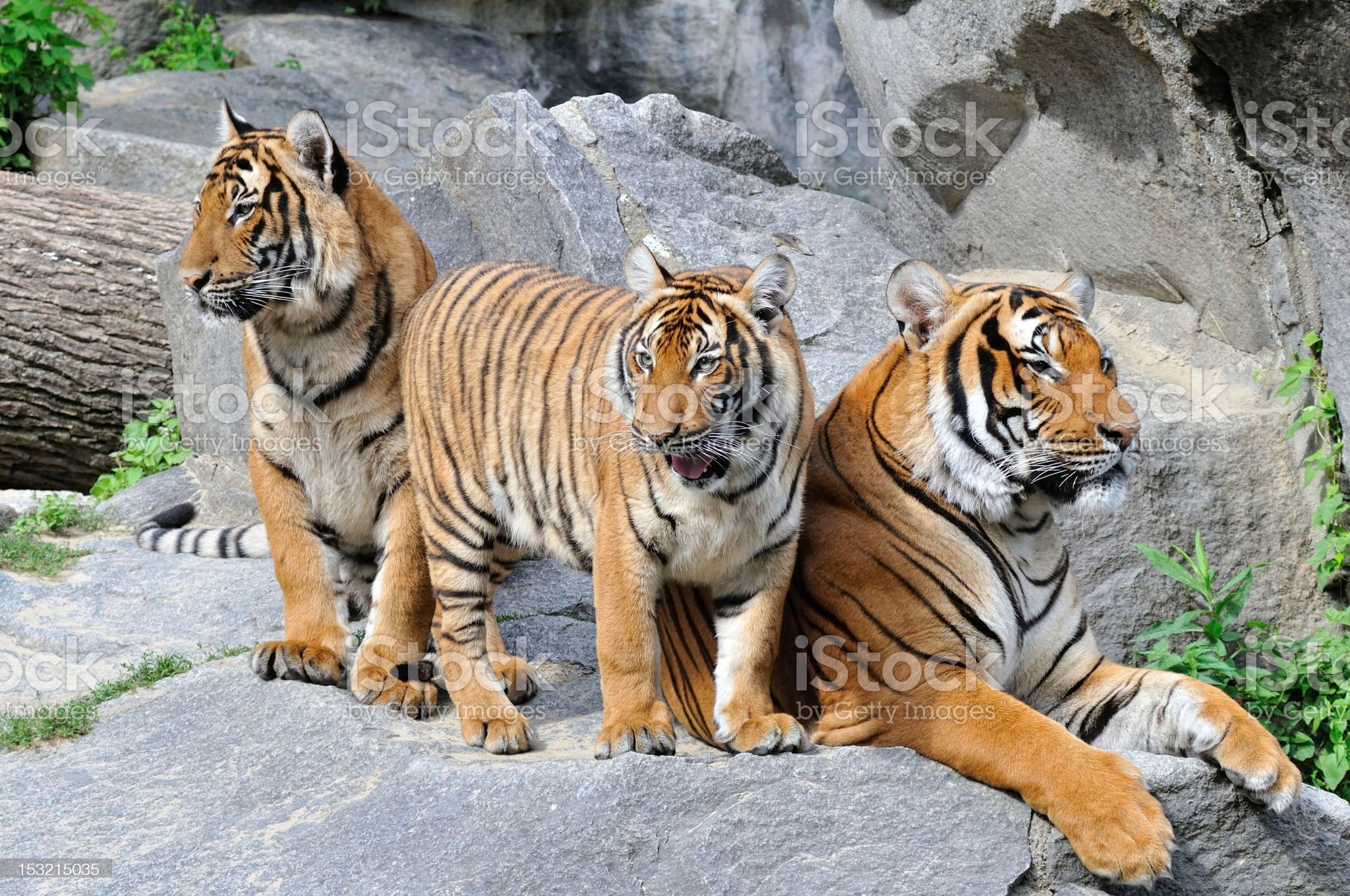 Tiger Family Image Now