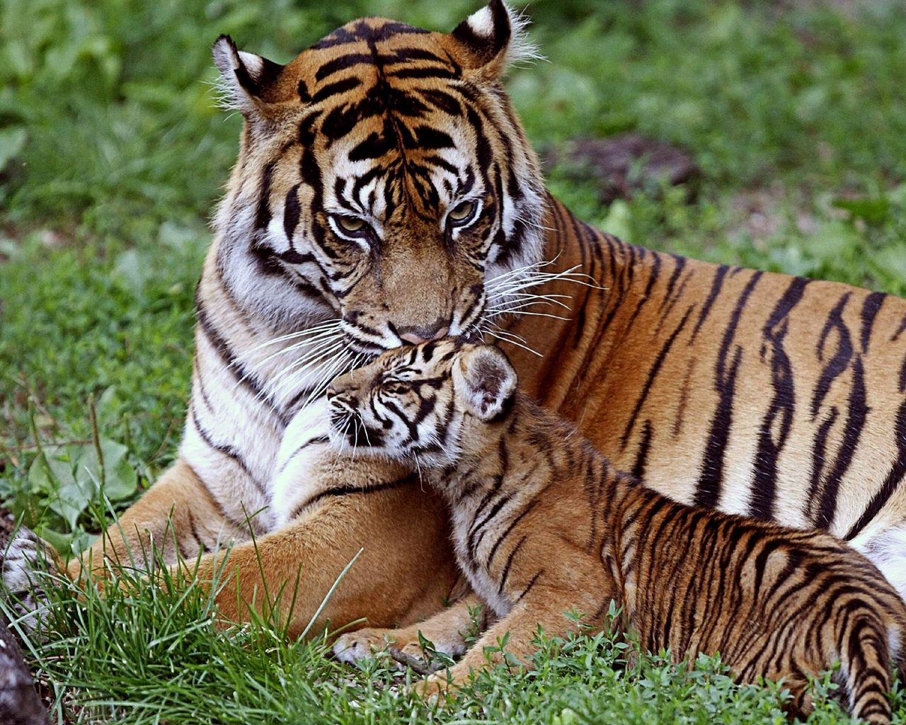 Download wallpaper 1280x1024 tiger, cub, down, family, care, baby, big cat, predator standard 5:4 HD background