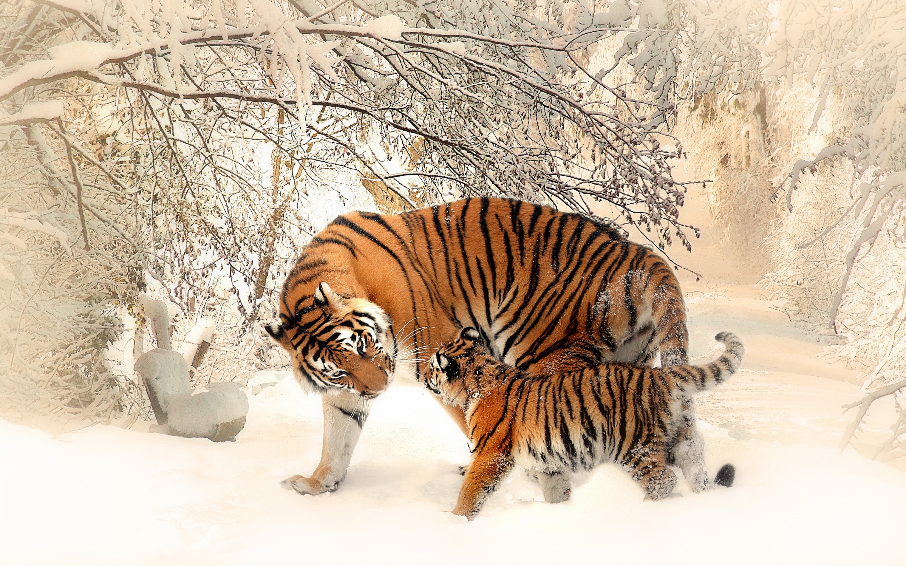 Download Free Full HD Tiger Family Wallpaper 15 Retina Macbook Pro