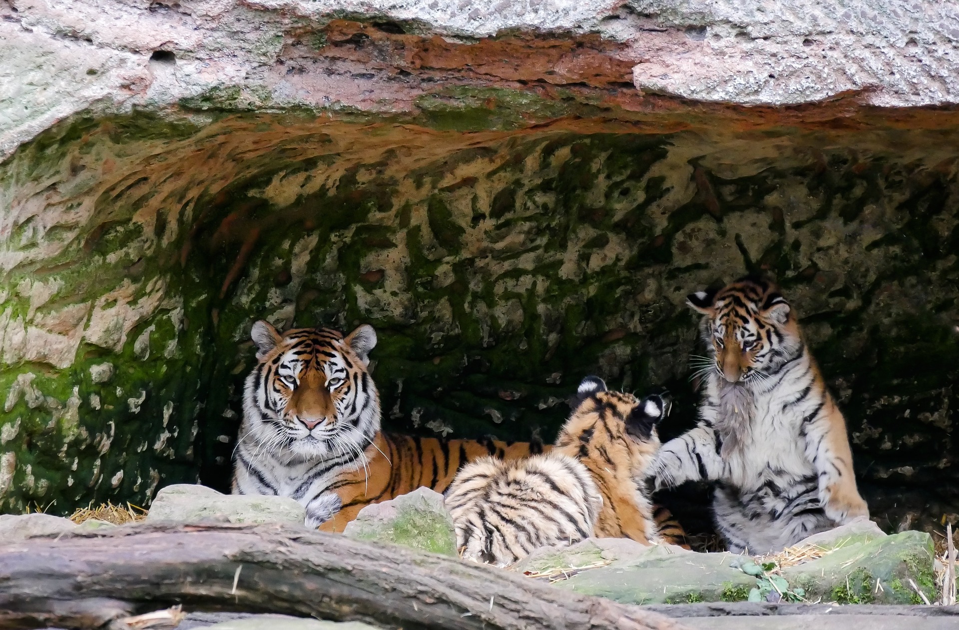Free photo: Bengal Tiger Family, Bengal, Family