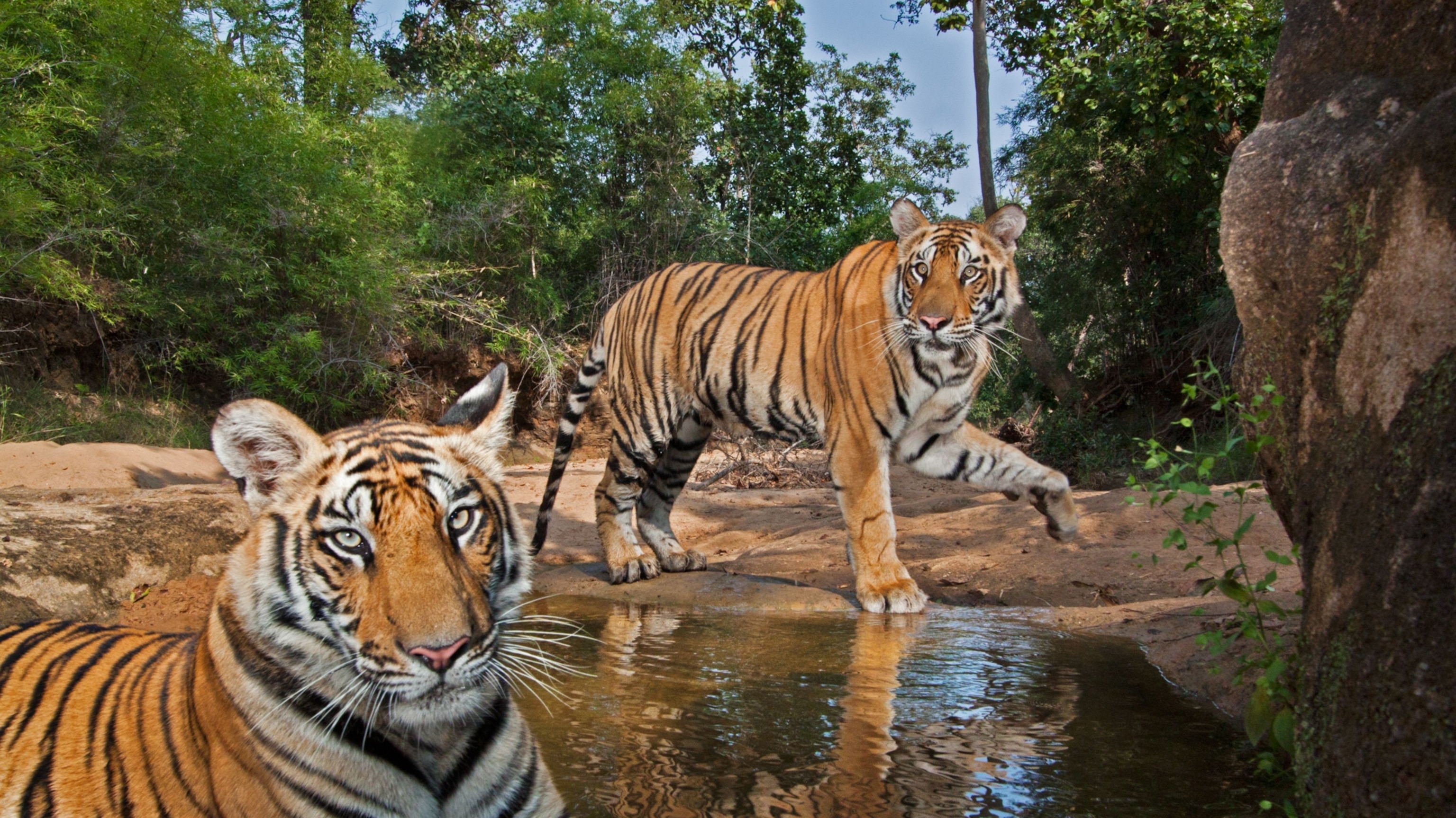 See some of Nat Geo's most striking photo of tigers—ever