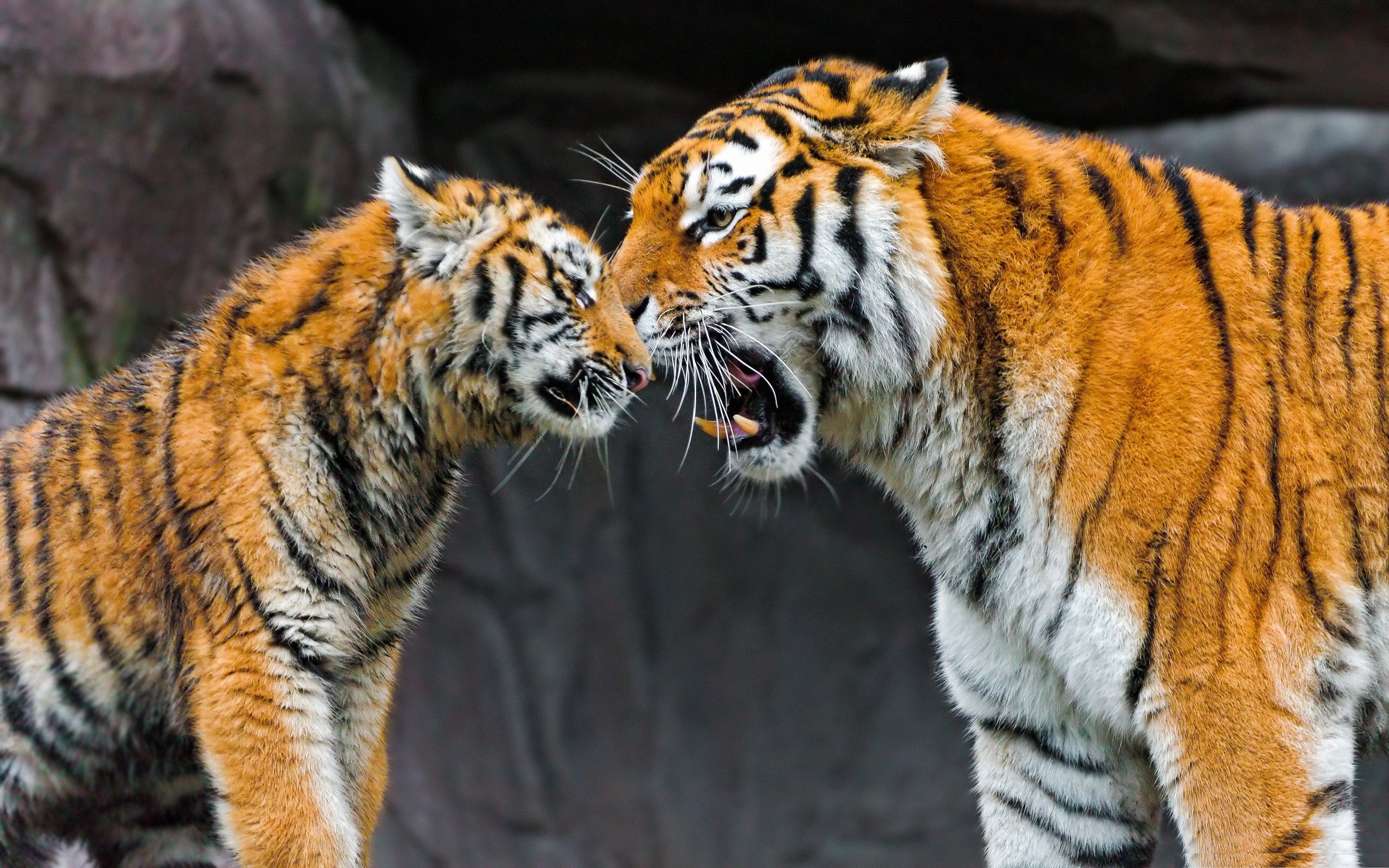 love, Family, Animals, Tigers, Zoo, Wild, Animals, Baby, Animals Wallpaper HD / Desktop and Mobile Background