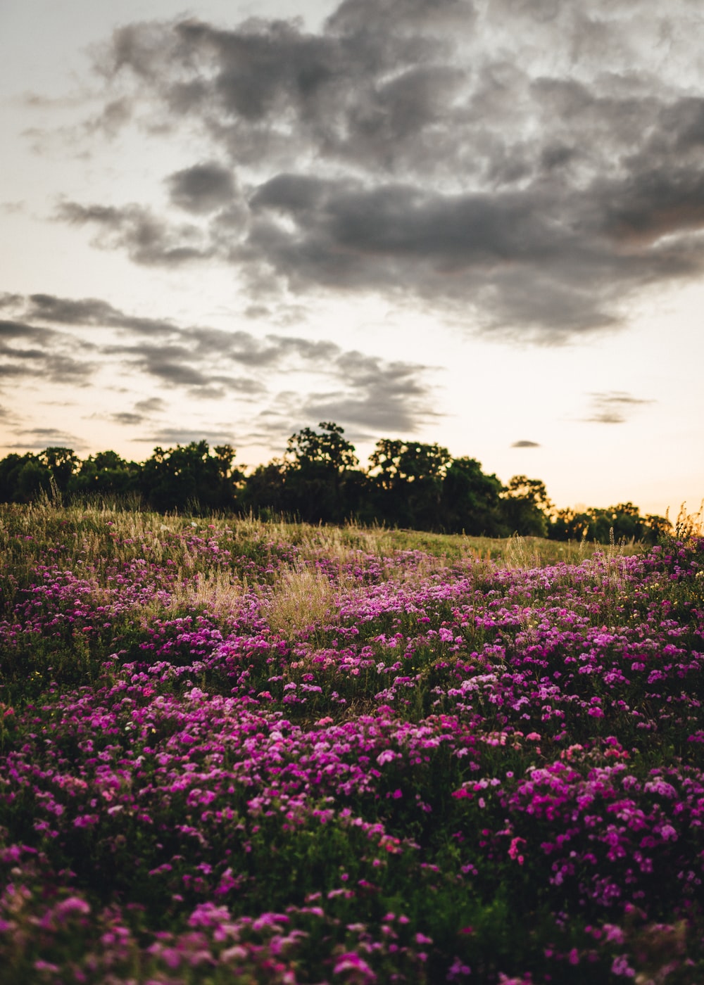 Flower Farm Picture. Download Free Image