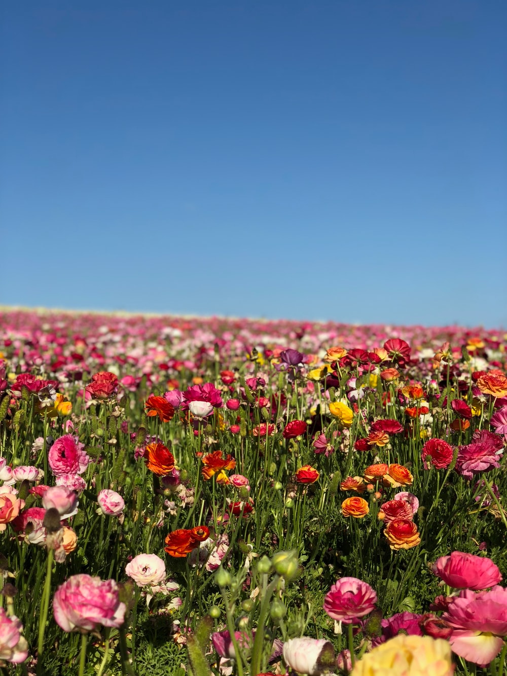 Field Of Flowers Picture. Download Free Image
