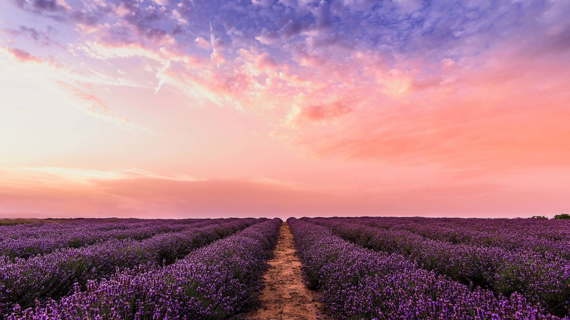 Lavender, flowers, farm, sunset wallpaper, HD image, picture, background, 23D0ed