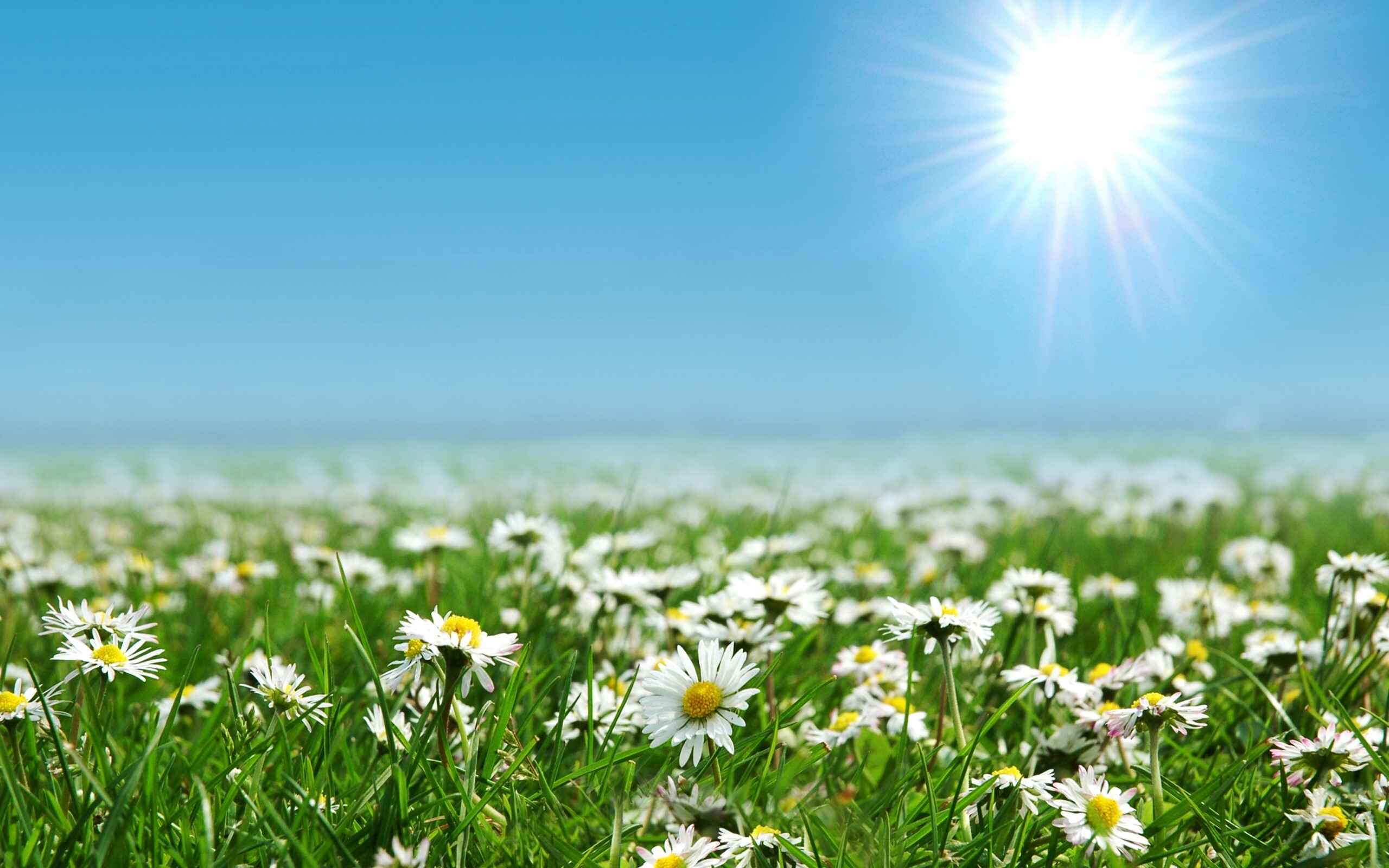 Beautiful Daisies Flowers Farm Wallpaper