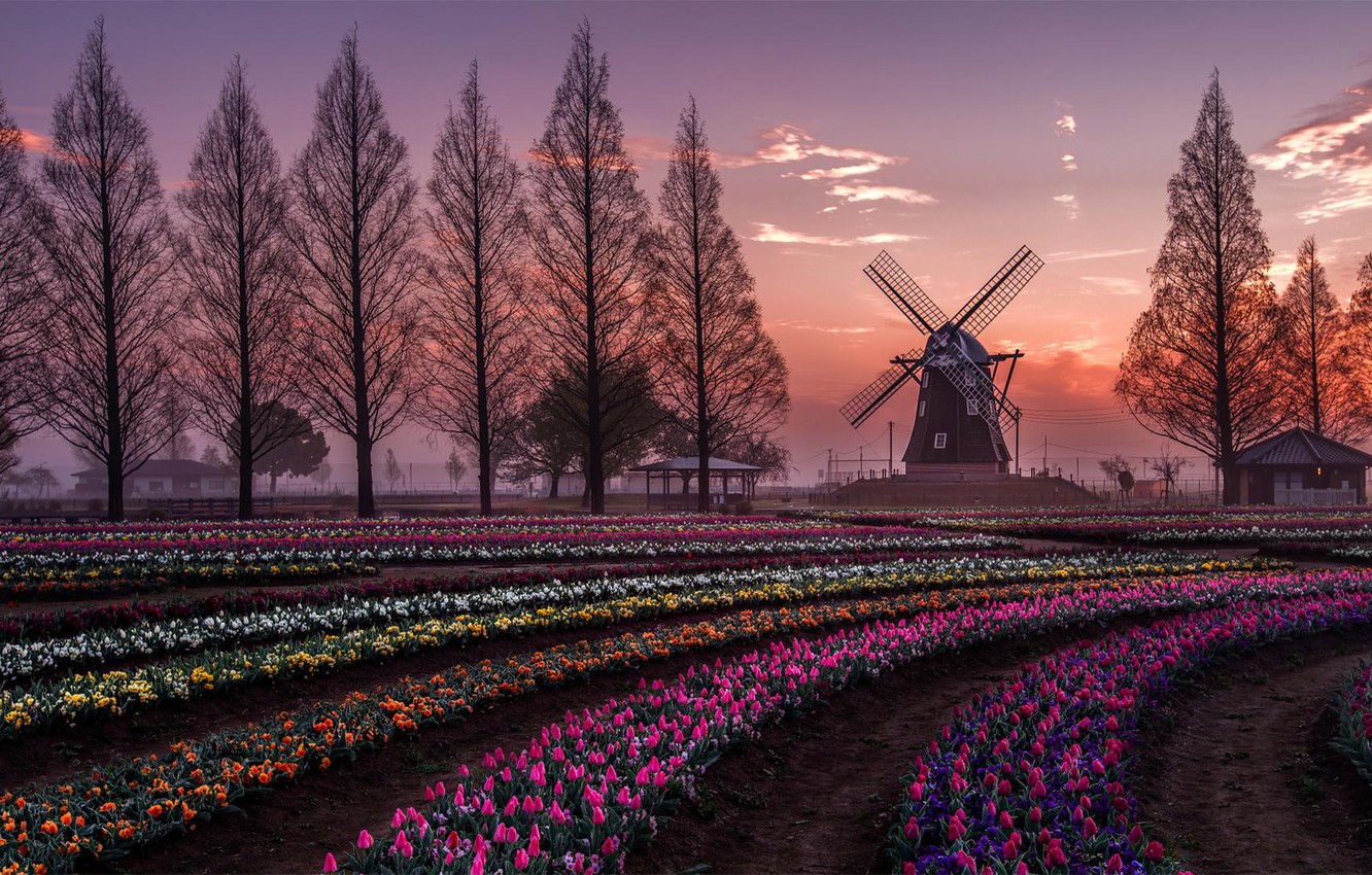 Wallpaper Holland, nature, flowers, scenic, beauty, windmill, farm, Tulips, tourist image for desktop, section пейзажи