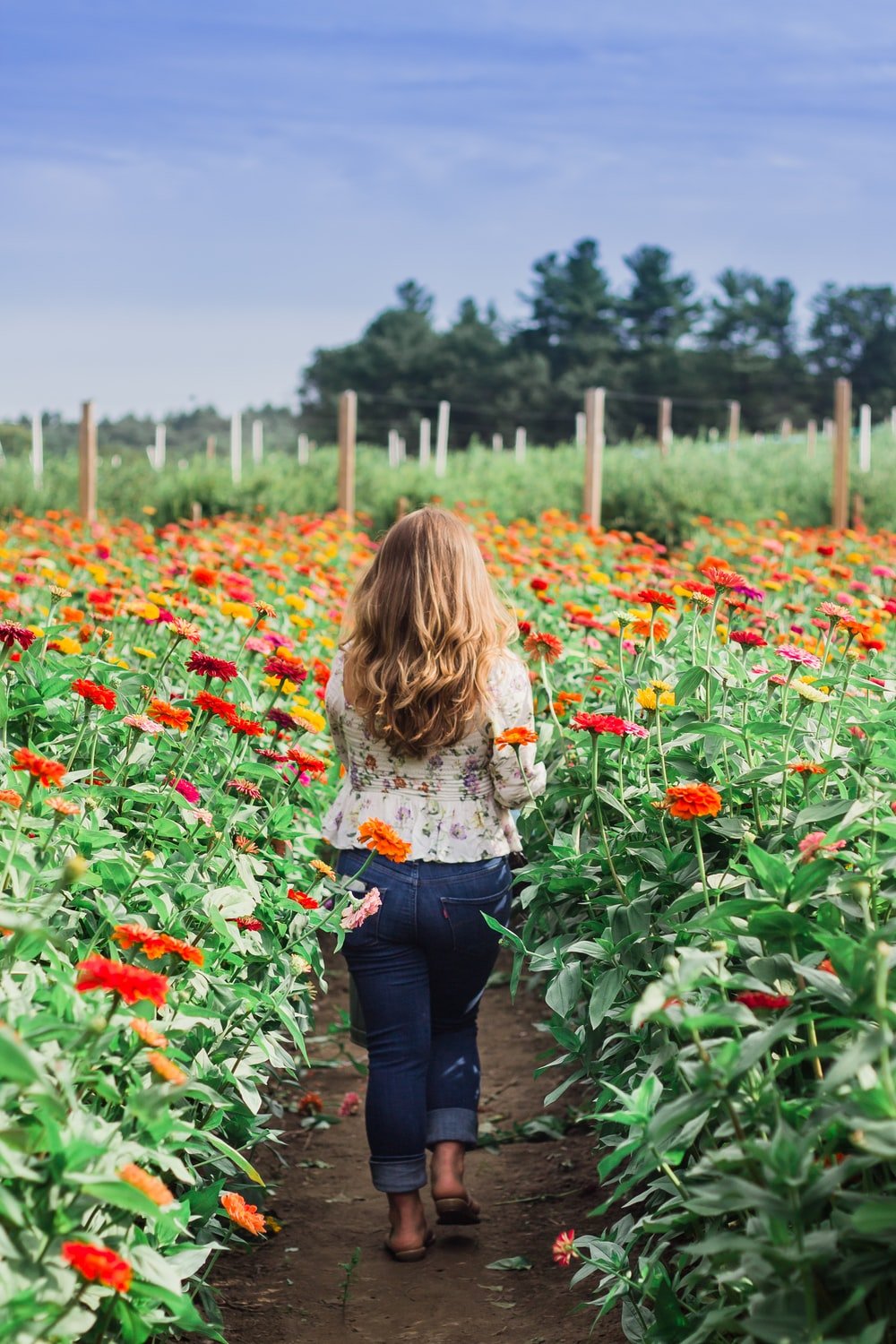 Flower Farm Picture. Download Free Image