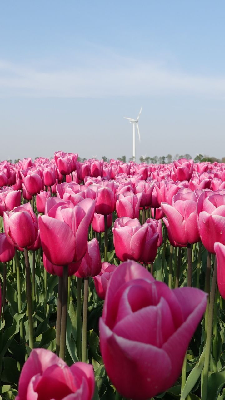Farm, flowers, pink tulips wallpaper. Beautiful flowers picture, Pink tulips, Flower farm