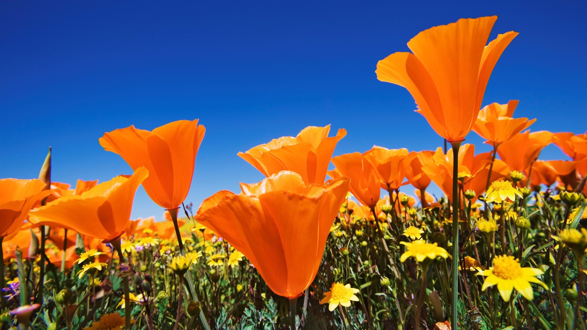 Nice Beautiful Orange Flowers on Farm Photo