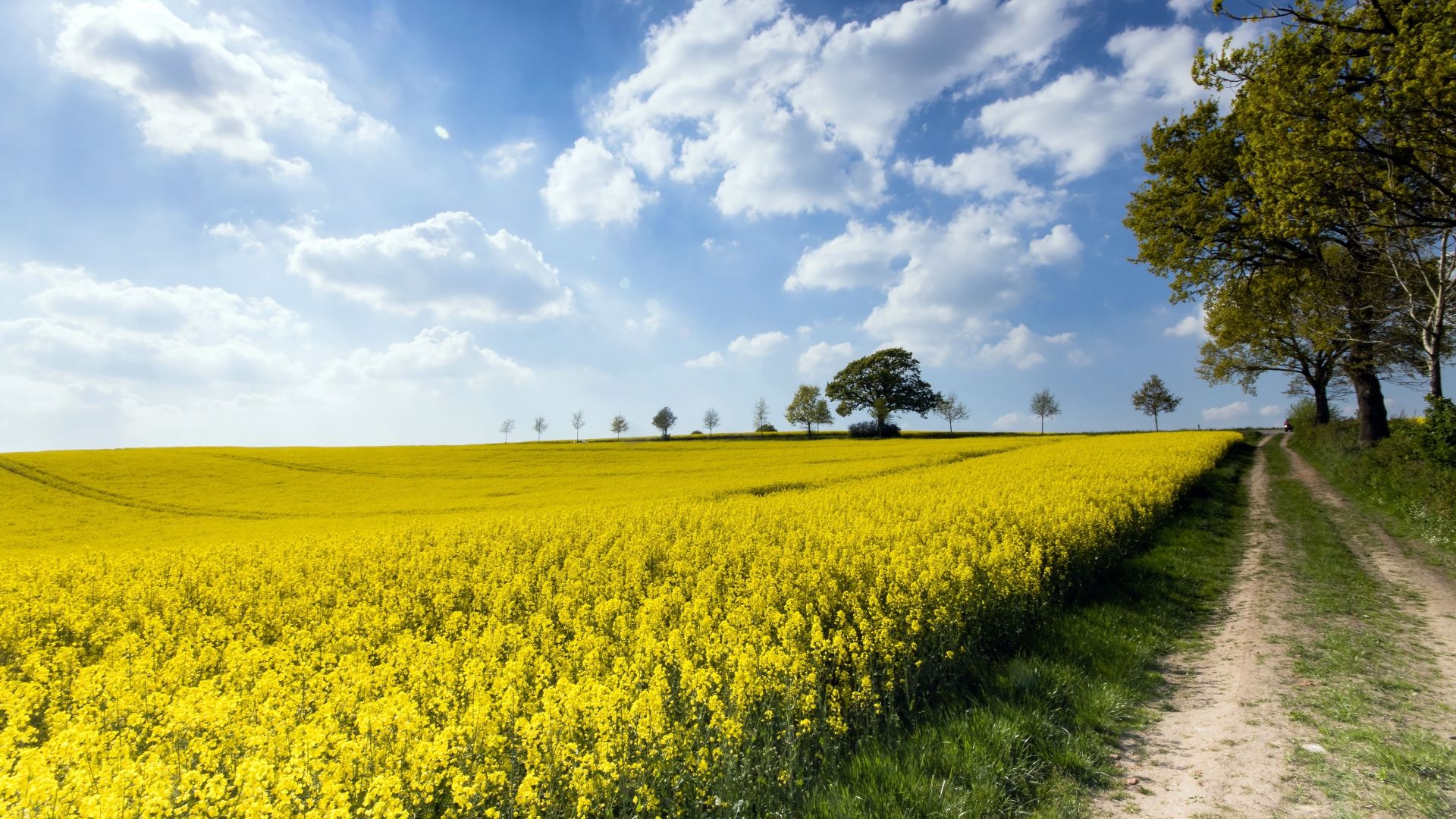 Canola Wallpaper Free Canola Background