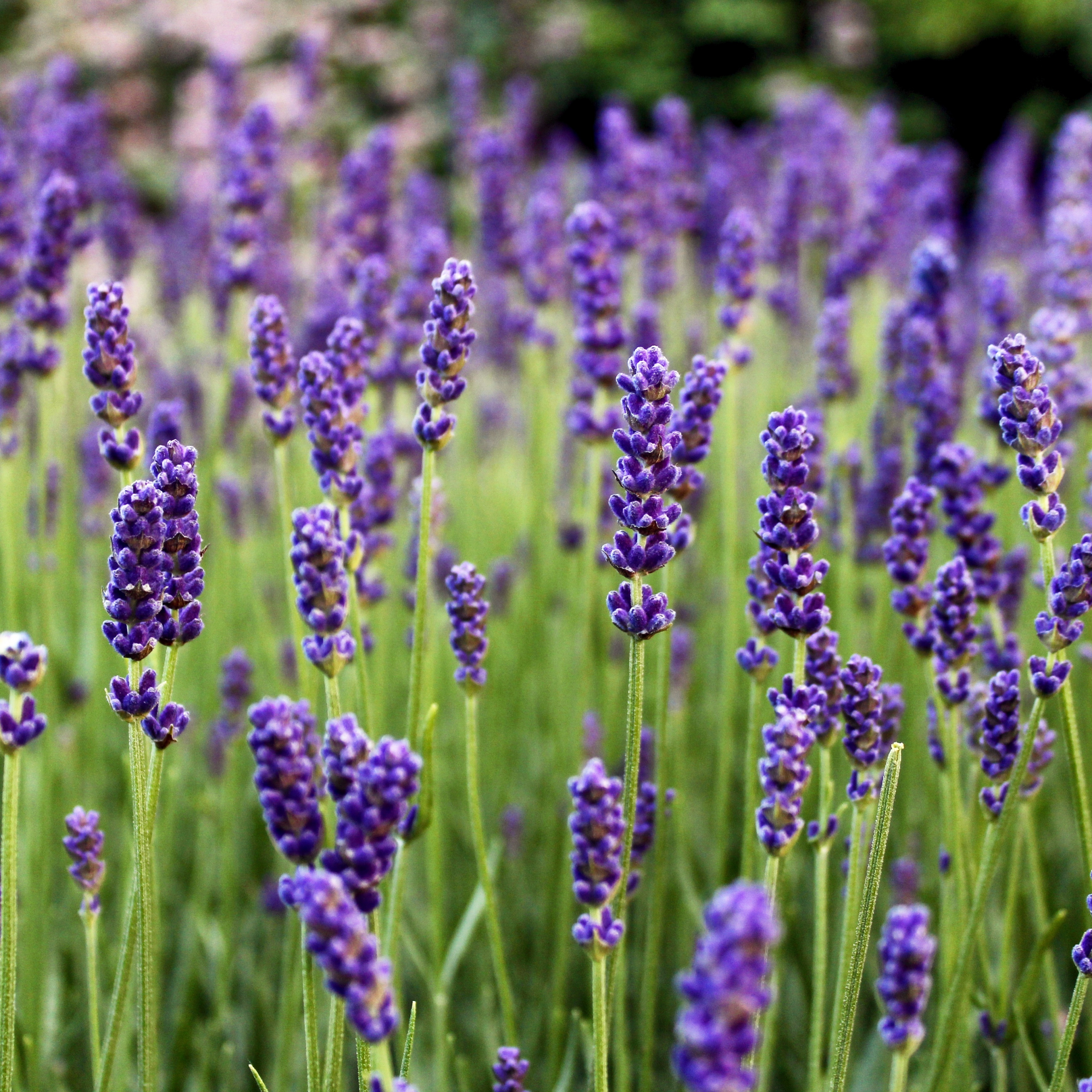 Download lavender, flowers, farm, flora, nature 2932x2932 wallpaper, ipad pro retina, 2932x2932 image, background, 17415