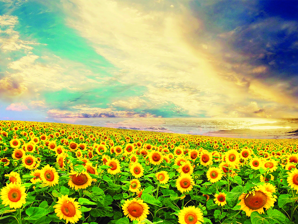 Bright and Sunny Sunflower Field Image