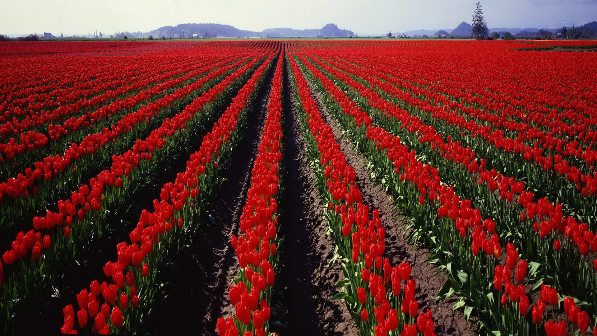 Flowersland, tulips, farm