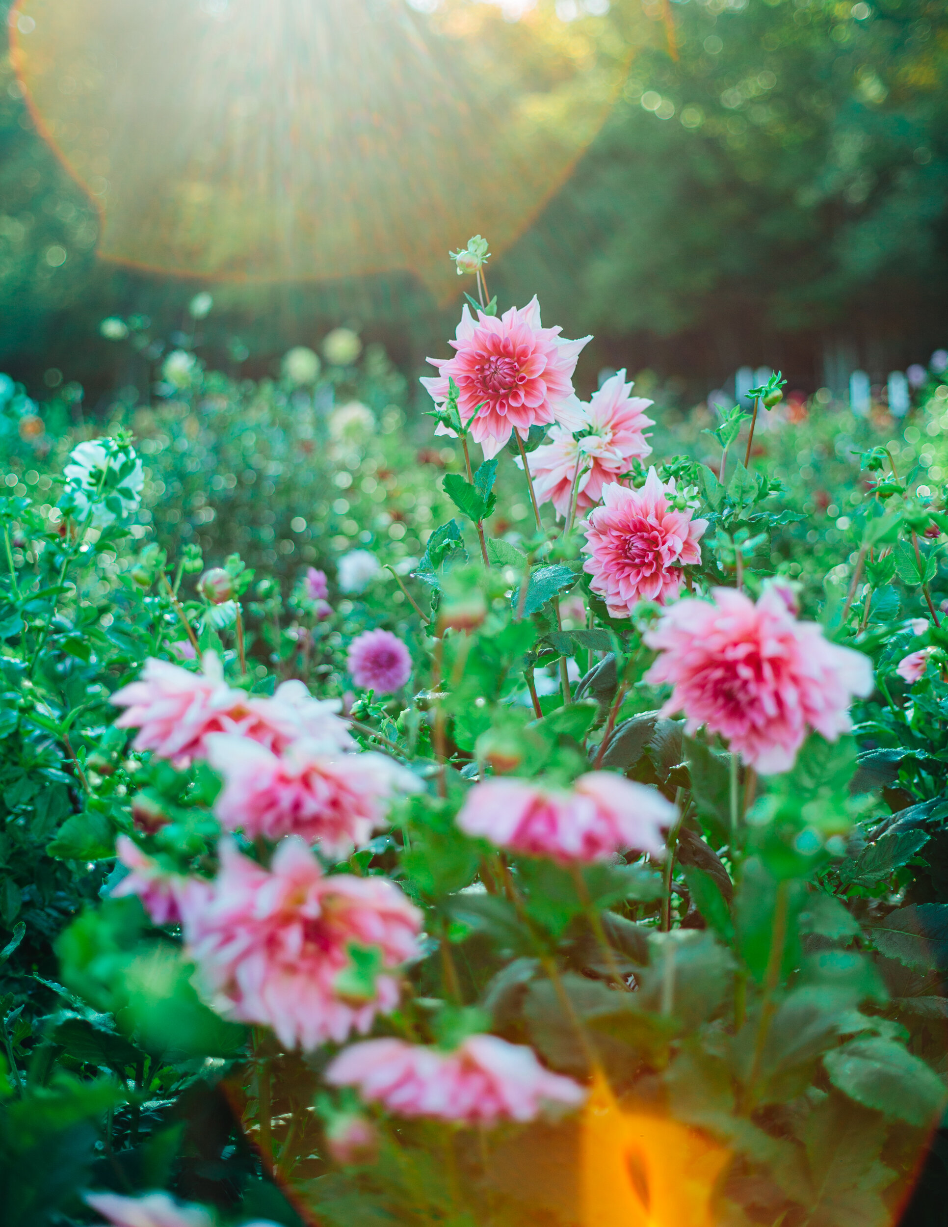 Blooming and Booming: For Area Farmers, Raising Cut Flowers is a Beautiful Thing