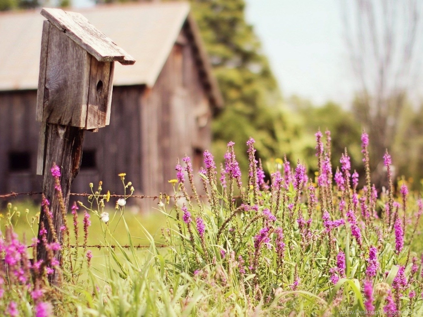 Nature, Farm, House, Flowers, Field, Summer, Photo, Wallpaper Desktop Background