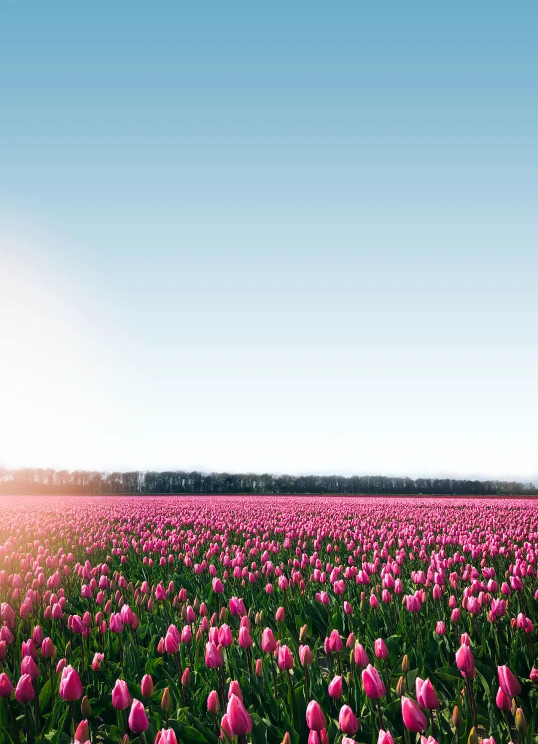 The Dutch tulip field was trampled by tourists, and the flower farmers were distressed