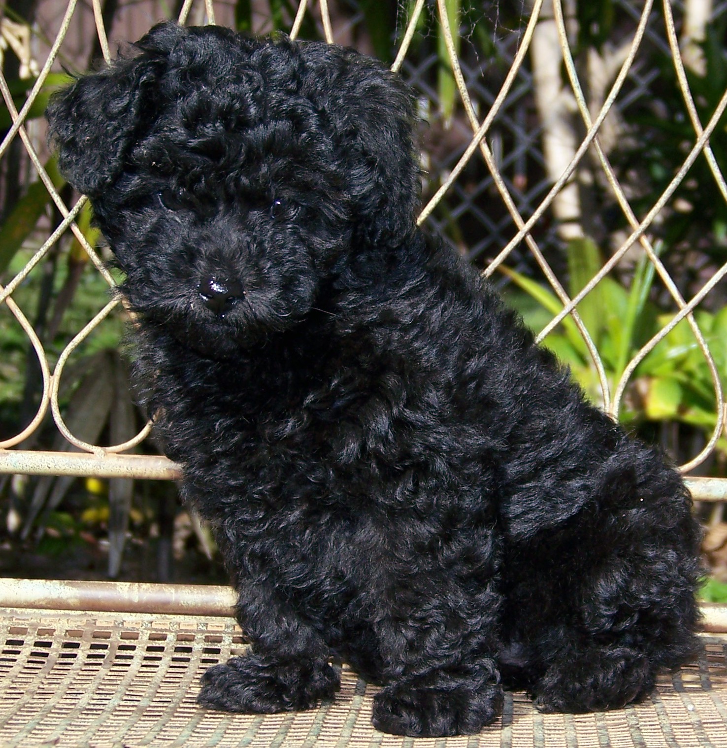 Black Poodle Wallpaper