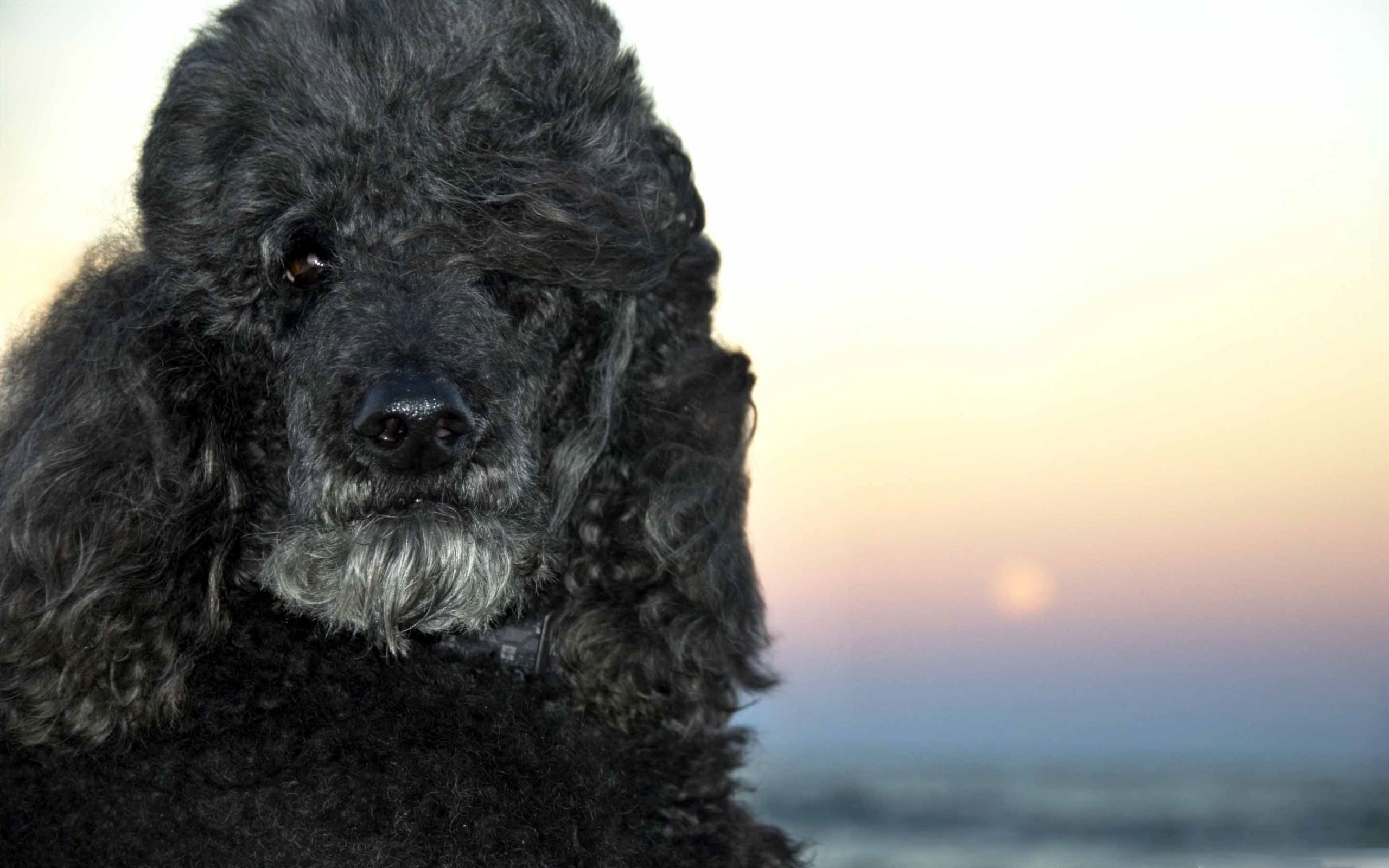 Black Poodle Wallpaper