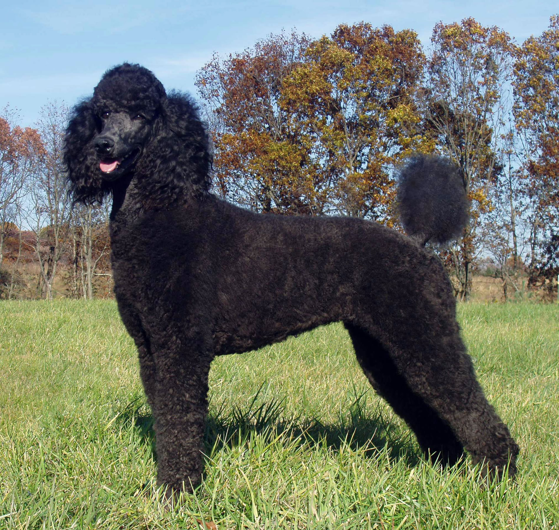 Black Poodle Wallpaper