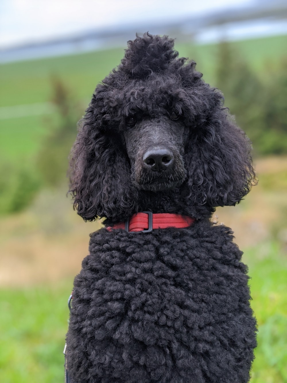 Poodle Picture. Download Free Image