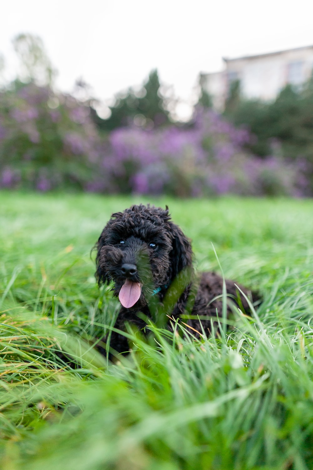 Black Poodle Picture. Download Free Image