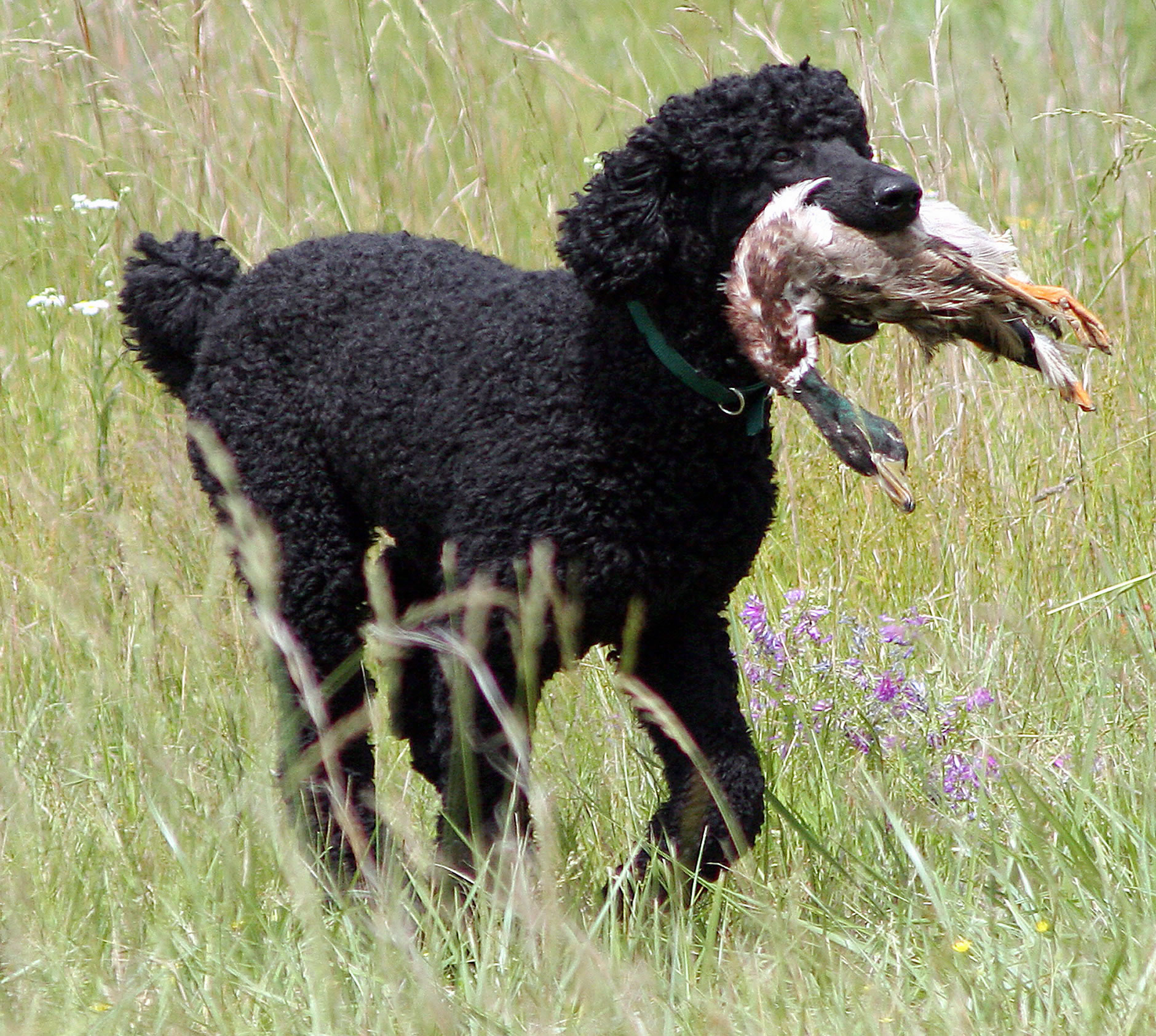 Black poodle hunting Doggy Rocks