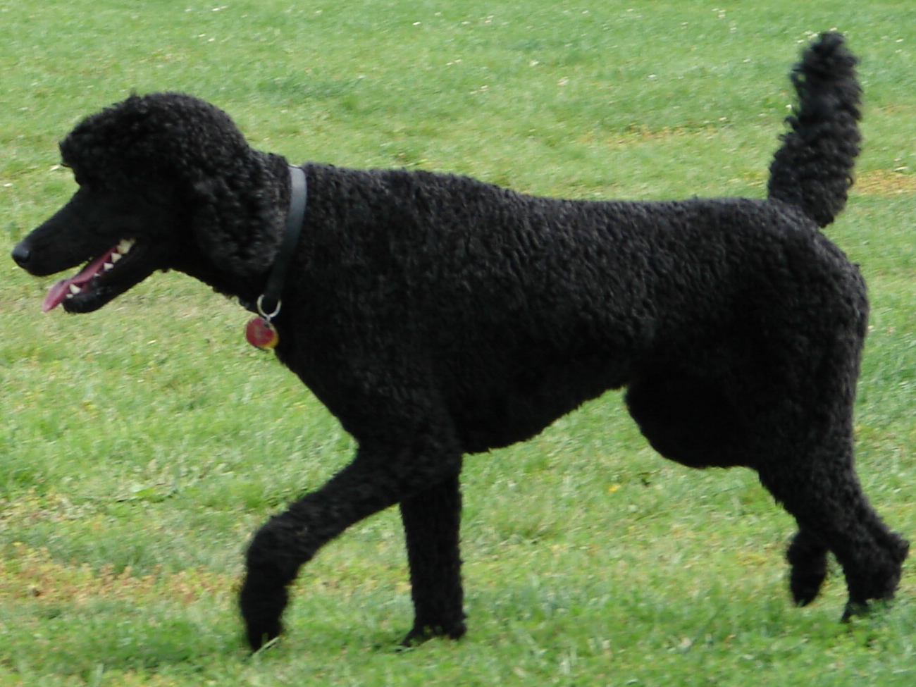 Black Poodle Wallpaper