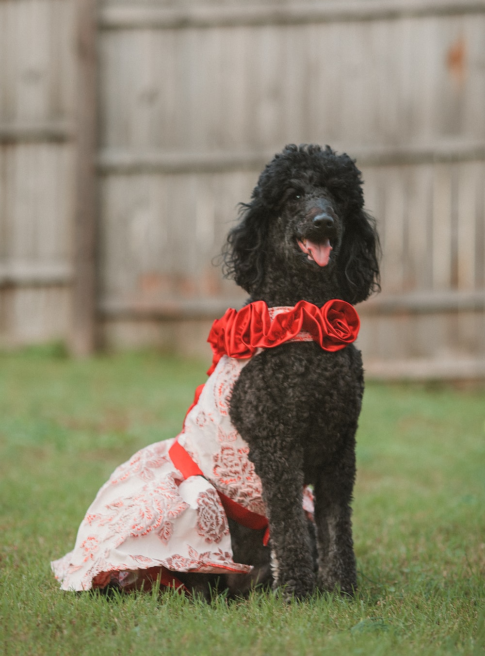 Black Poodle Picture. Download Free Image