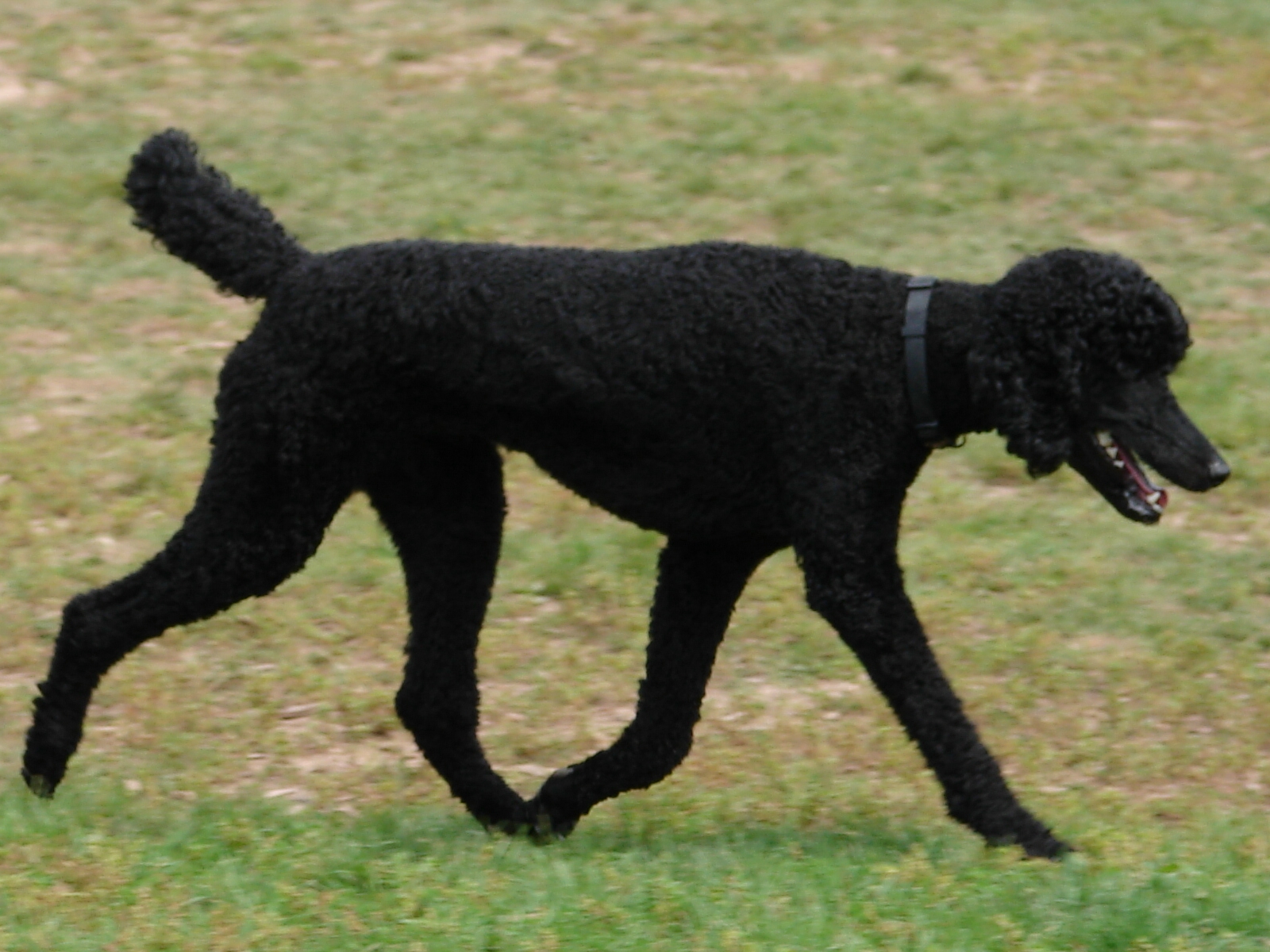 Free download Black Standard Poodle 03 by FantasyStock [1600x1200] for your Desktop, Mobile & Tablet. Explore Black Poodle Wallpaper. Toy Poodle Wallpaper, Standard Poodle Wallpaper, Pink Poodle Wallpaper
