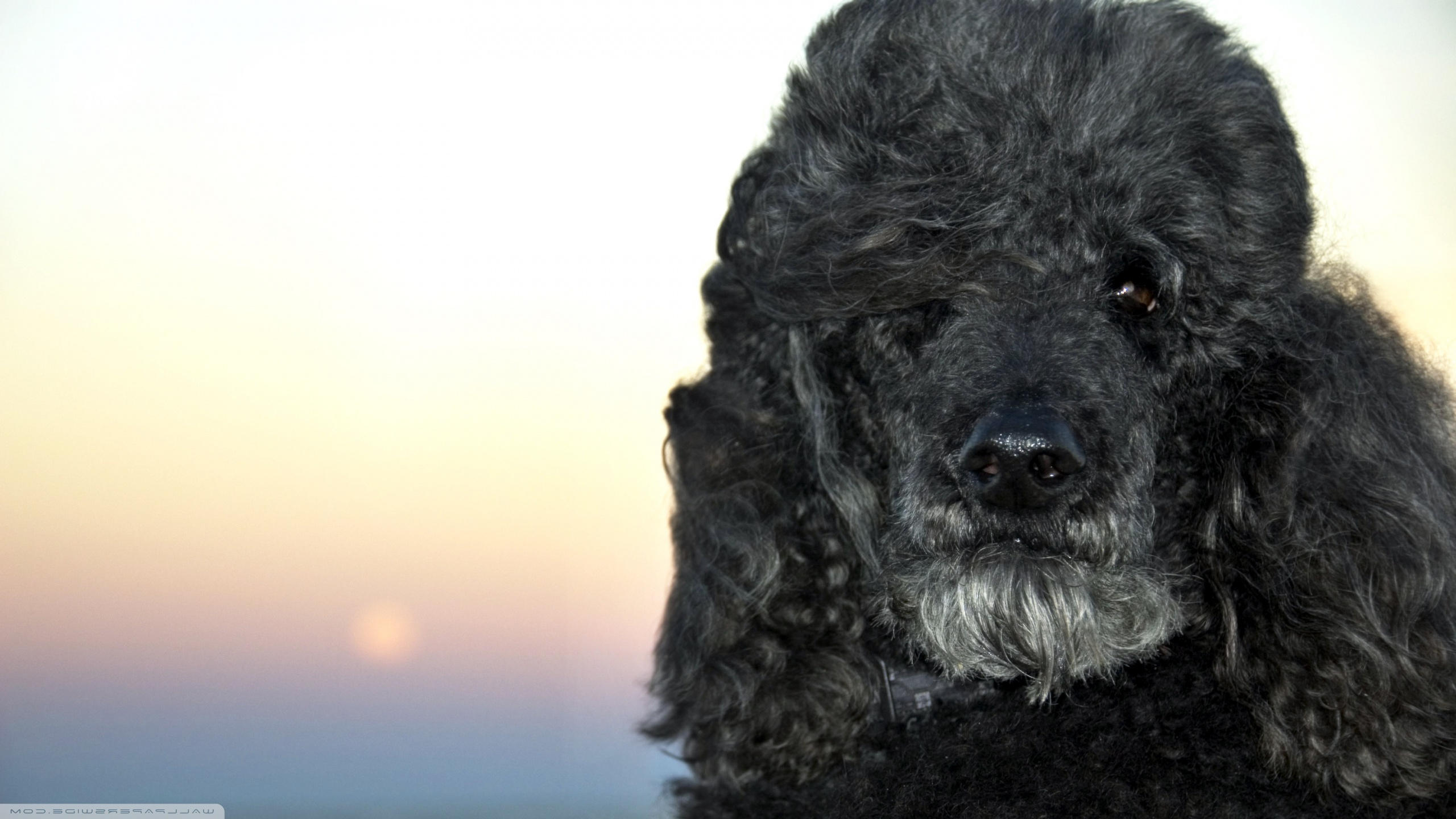 Standard Poodle